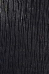 Dark Close-Up Picture of Tree's Bark Texture