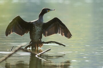 Great cormorant - obrazy, fototapety, plakaty