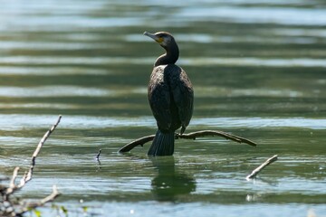 Great cormorant
