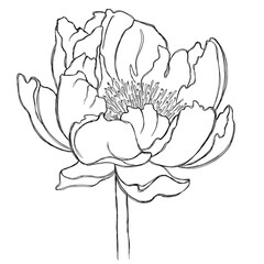 Minimalist illustration of a peony. Sketch of peony flower with lines. Sketch for printing on cards, posters, stationery and other accessories.