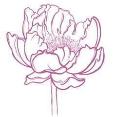 Minimalist illustration of a peony. Sketch of peony flower with lines. Sketch for printing on cards, posters, stationery and other accessories.
