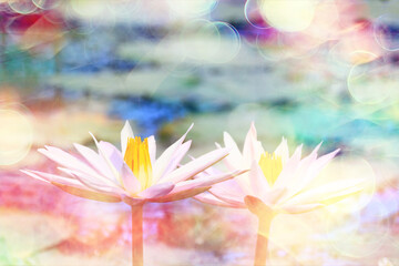 Obraz na płótnie Canvas wallpaper spring, blooming lotuses asia flower abstract background
