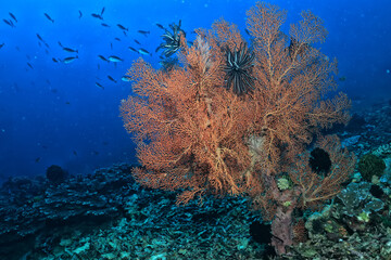 Plakat soft coral underwater background reef ocean
