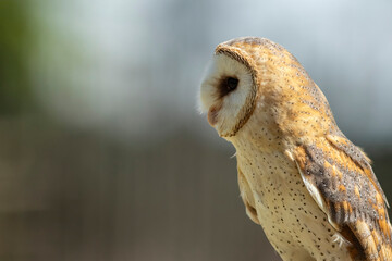 Barn owl