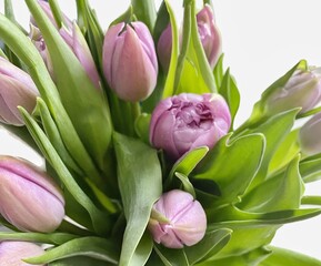 Fototapeta premium bouquet of tulips on white background 