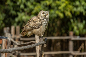Eurasian eagle-owl