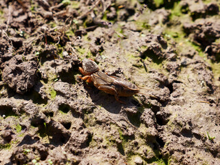 Gryllotalpidae  insect in open ground in early spring.