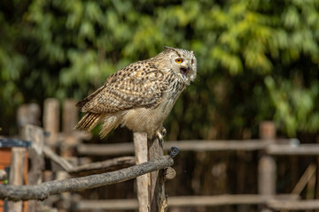 Eurasian eagle-owl