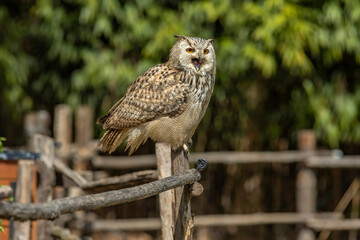 Eurasian eagle-owl