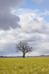 Fototapeta na wymiar A lonely tree with no leaves in a grass field on a stormy day