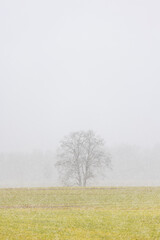 A lonely tree with no leaves in a grass field on a sunny Spring day with a sudden snow