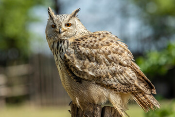 Eurasian eagle-owl