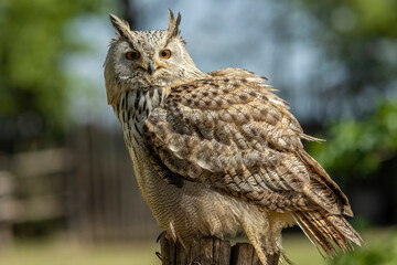 Eurasian eagle-owl