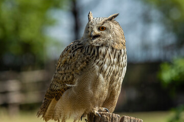 Eurasian eagle-owl