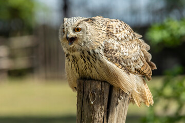 Eurasian eagle-owl