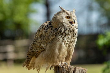 Eurasian eagle-owl