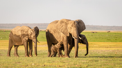 Fototapeta na wymiar A herd of elephant ( Loxodonta Africana) with a calf, Amboseli National Park, Kenya.