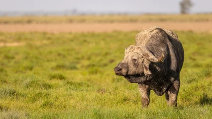 Photo sur Plexiglas Parc national du Cap Le Grand, Australie occidentale Male cape buffalo ( Syncerus caffer), Amboseli National Park, Kenya.