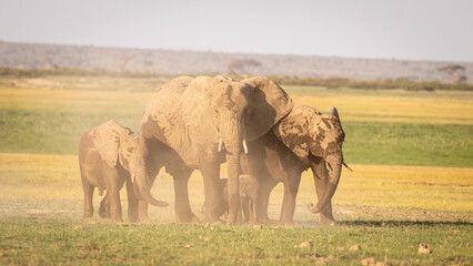 A herd of elephant ( Loxodonta Africana) with a calf, Amboseli National Park, Kenya.
