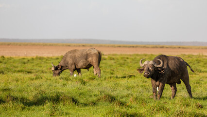 Male cape buffalo ( Syncerus caffer) grazing, Amboseli National Park, Kenya.