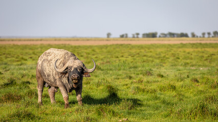 Male cape buffalo ( Syncerus caffer), Amboseli National Park, Kenya.