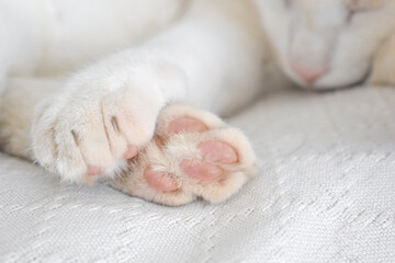 Fototapeta na wymiar Cat toe beans, paw and claw closeup. Tabby cat sleeping at home. Happy pet relaxing in a house. Copy space is on the right side. 