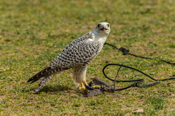 Gyrfalcon