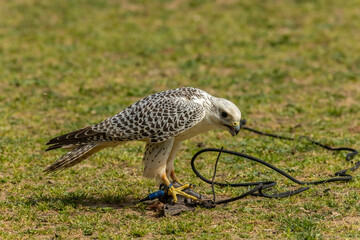 Gyrfalcon