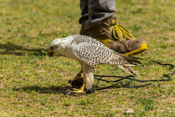 Gyrfalcon