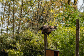 Golden eagle
