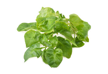 watercress leaf isolated on white background