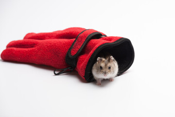 pet's shelter