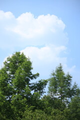 나무