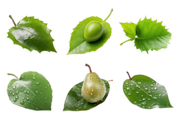 Set of passionfruit and pear leaves on transparent background