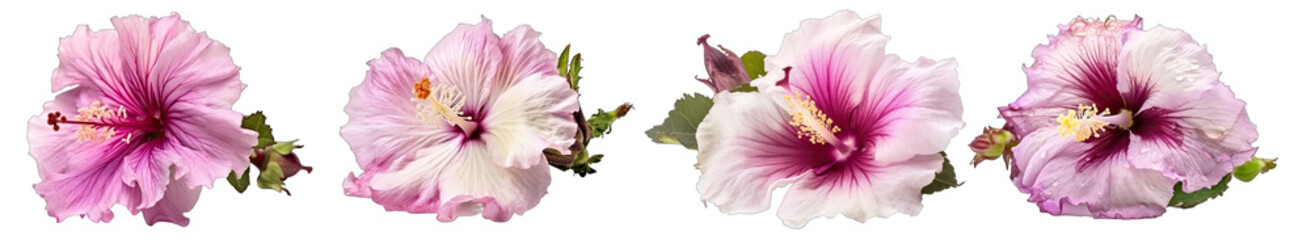 Set of hibiscus syriacus on transparent background