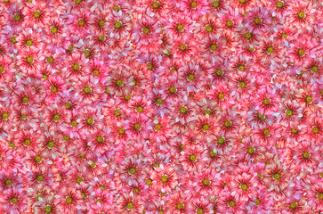 A pink flower background with a green center