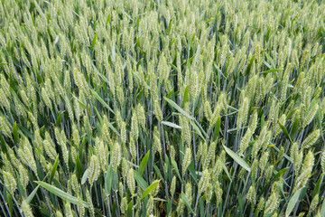 green wheat field, young ears of green wheat in spring