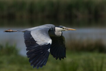 Fototapeta premium Great Blue Heron in flight