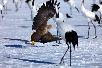 おじろ鷲と鶴（阿寒町）