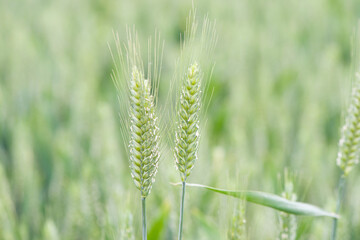 green wheat field, young ears of green wheat in spring