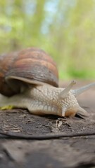 snail on a tree