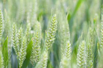 green wheat field, young ears of green wheat in spring
