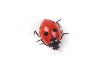 Seven spot red ladybird isolated on white background.
