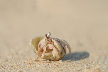 Hermit crab lives in a shell on a sandy beach.