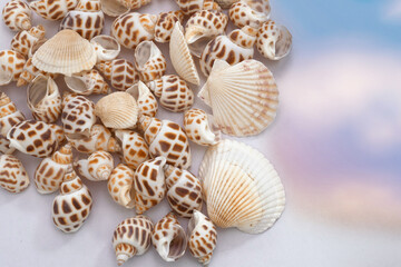 Obraz na płótnie Canvas seashells on white background 2