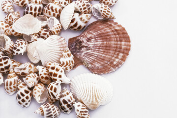 seashells on white background 3