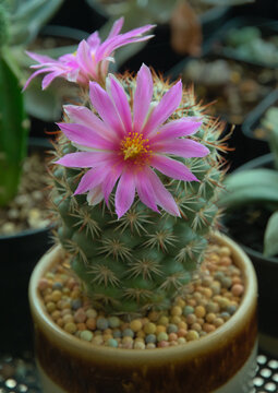 Schumannii in pot with pink flower, cactus pink flower 