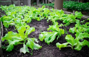 Fresh leaves of green baby lettuce growing in organic farm, vegetable salad. Healthy food.