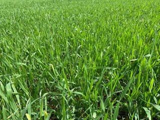 green wheat field