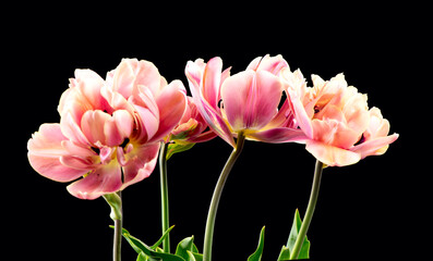 Tulip bouquet, tulips spring flowers close up, blooming pastel pink tulips isolated on black...